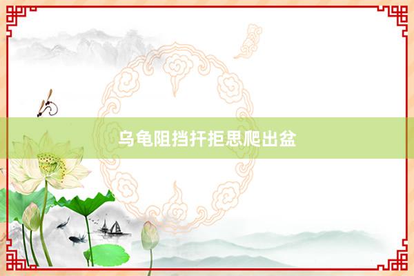 乌龟阻挡扞拒思爬出盆